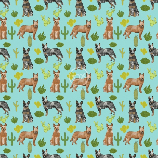 澳洲牧牛犬仙人掌狗